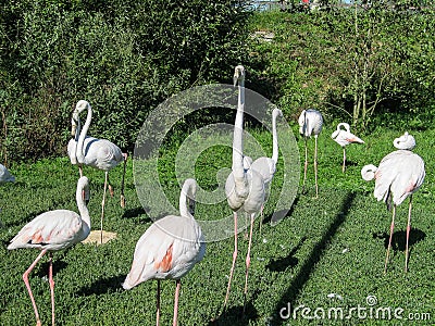 Flamingo. Stock Photo